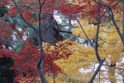 新宿御苑の紅葉